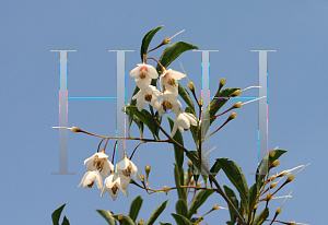 Picture of Styrax japonicum 'Rubra Pendula'