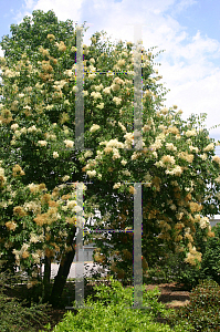 Picture of Syringa reticulata ssp. pekinensis 