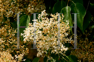 Picture of Syringa reticulata ssp. pekinensis 