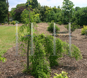 Picture of Taxodium distichum 'Cascade Falls'