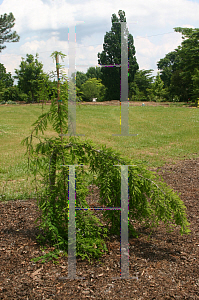 Picture of Taxodium distichum 'Cascade Falls'