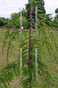 Picture of Taxodium distichum 'Cascade Falls'