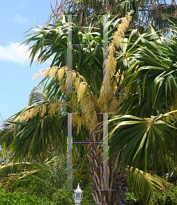 Picture of Thrinax radiata 