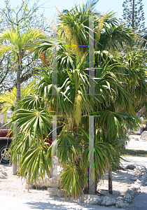 Picture of Thrinax radiata 