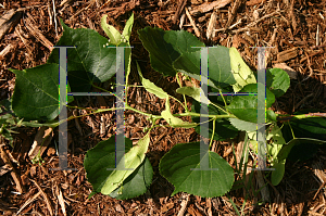 Picture of Tilia cordata 'Olympic'