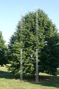 Picture of Tilia cordata 'Greenspire'