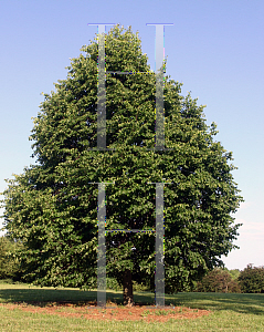 Picture of Tilia cordata 'Olympic'