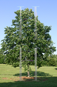 Picture of Tilia x 'Euchlora'