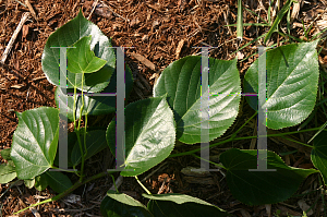 Picture of Tilia x 'Euchlora'