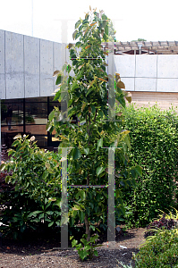 Picture of Tilia henryana 