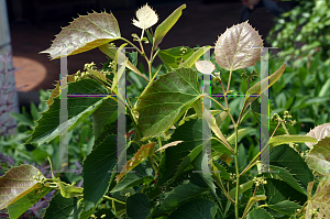 Picture of Tilia henryana 