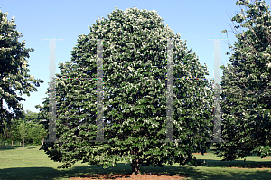 Picture of Tilia tomentosa 