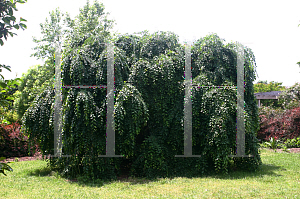 Picture of Ulmus alata 'Lace Parasol'