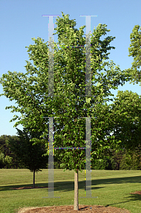 Picture of Ulmus americana 'Princeton'