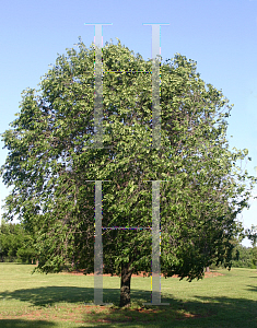 Picture of Ulmus x 'Homestead'