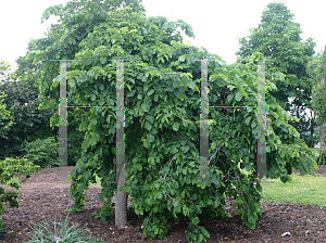 Picture of Ulmus glabra 'Camperdownii'