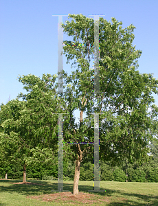 Picture of Ulmus parvifolia 'Burgundy'