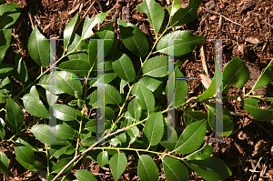 Picture of Ulmus parvifolia 'Dynasty'