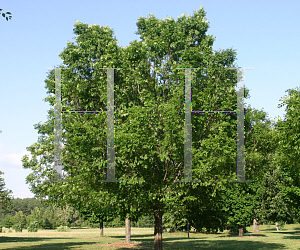 Picture of Ulmus parvifolia 'Emer I (Athena)'