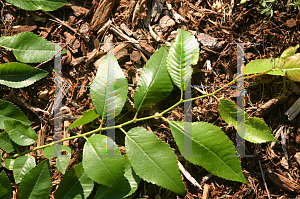 Picture of Ulmus parvifolia 'Emer I (Athena)'