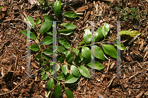 Picture of Ulmus parvifolia 'Emer I (Athena)'