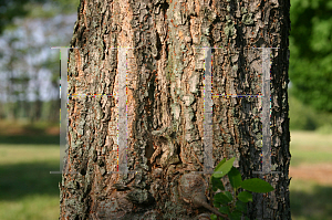 Picture of Ulmus parvifolia 'Emer I (Athena)'