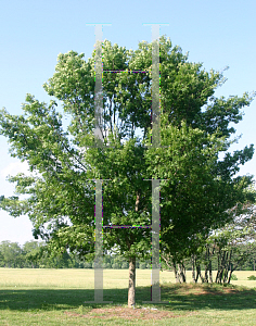 Picture of Ulmus parvifolia 'Emer II (Allee)'