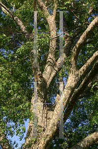 Picture of Ulmus parvifolia 'Millikin'