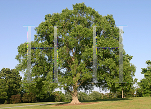 Picture of Ulmus parvifolia 'Millikin'