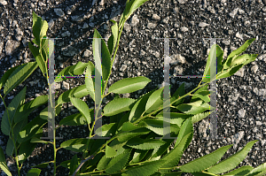 Picture of Ulmus parvifolia 'Millikin'