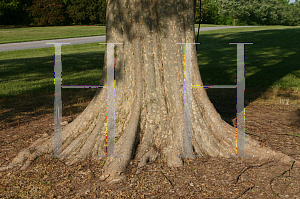 Picture of Ulmus parvifolia 'Millikin'