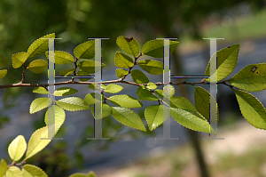 Picture of Ulmus parvifolia 'UPMTF(Bosque)'