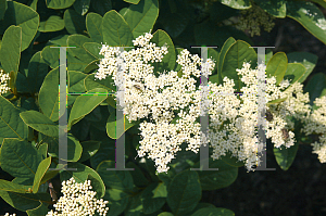 Picture of Viburnum nudum 