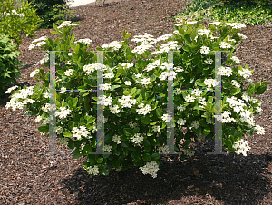 Picture of Viburnum nudum 