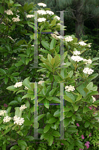 Picture of Viburnum nudum 