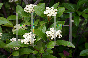 Picture of Viburnum nudum 