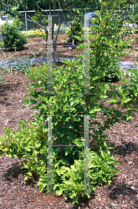 Picture of Viburnum trilobum 'Alfredo'