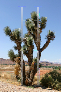 Picture of Yucca brevifolia 