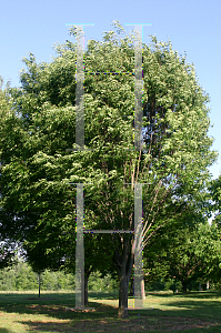 Picture of Zelkova serrata 'Green Vase'