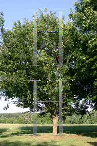 Picture of Zelkova serrata 'Green Vase'