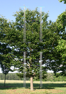 Picture of Zelkova serrata 'Halka'