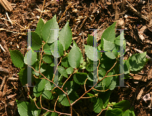 Picture of Zelkova serrata 'Halka'