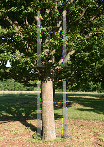 Picture of Zelkova serrata 'Halka'