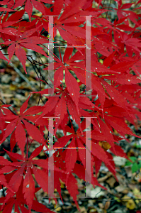 Picture of Acer palmatum 