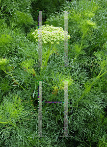 Picture of Ammi visnaga 'Green Mist'