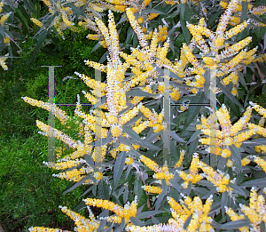 Picture of Buddleia x lewisiana 