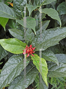 Picture of Calycanthus floridus 'Michael Lindsay'