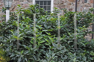 Picture of Calycanthus floridus 'Michael Lindsay'