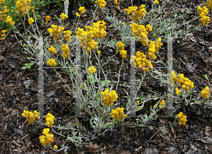 Picture of Chrysocephalum  'Flambe Yellow'