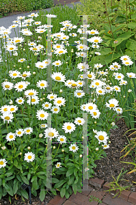 Picture of Leucanthemum x superbum 'Becky'